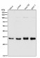 Anti-CDK1/Cdc2 Rabbit Monoclonal Antibody